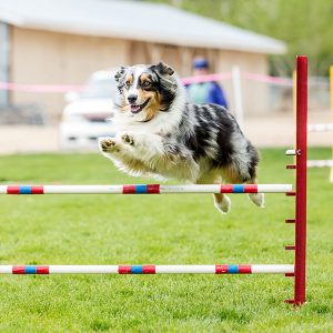 Agility Foundations - Progression Class