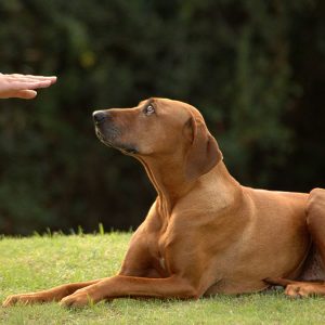 Surviving Adolescence