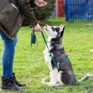 Pawsative Puppies Class